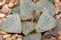 Haworthia emelyae var comptoniana cv Blue Haze