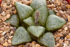 Haworthia emelyae var. emelyae BH0560 GM267 Kamannaissedam S of Dysseldorp