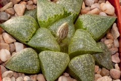 Haworthia emelyae var. emelyae GM259 South Oudtshoorn