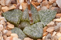 Haworthia picta var. bicolor IB 6775 Rooibregpas