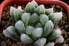 Haworthia 'Green Gem' Ham807 Originally ex Japan