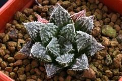 Haworthia 'Kegani' x emelyae v.major Ham2584 My hybrid