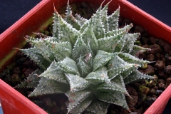 Haworthia 'Michael Cocozza' (herbacea x emelyae) CCO404 Acquired in 1998