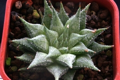 Haworthia 'Michael Cocozza' (herbacea x emelyae) CCO405A Created by Joyce Cocozza