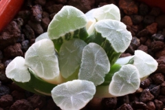 Haworthia 'Miho' (a truncata hybrid) Ham3082 [Close-up]