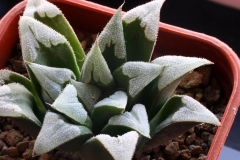 Haworthia cv. x Yumedono Ham2577 One of my hybrid made in 1999