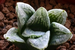 Haworthia emelyae v.comptoniana x truncata Ham2617 My hybrid made in 2000