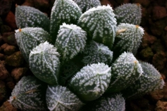 Haworthia emelyae v.major x 'Green Gem' Ham2890 My hybrid made in 2000. This is the best clone of the cross. Will be better when bigger and in brighter light!