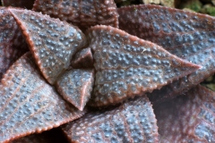 Haworthia emelyae x koelmaniorum One of my best hybrids Ham