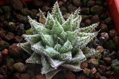 Haworthia herbacea x emelyae Ham2875 This is my hybrid created in 2000.