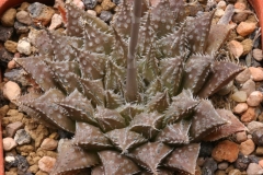 Haworthia marumiana v.dimorpha x emelyae v.major One of my best hybrids Ham