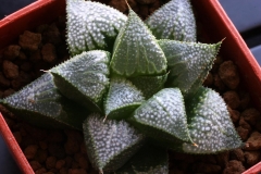 Haworthia mirabilis v.badia x emelyae v.major Ham3275 My own hybrid