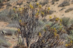 Aloe dichotoma & Aloe ramosissima, Richtersveld National Park (1)
