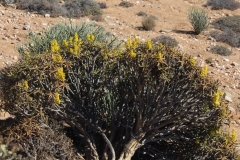 Aloe dichotoma & Aloe ramosissima, Richtersveld National Park (2)