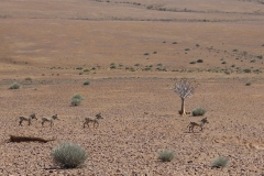 Aloe dichotoma, Fish River Canyon (3)