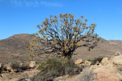 Aloe dichotoma, Sperrgebiet Lodge (4)