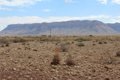 Aloe herreroensis, Namib Naukluft (9)