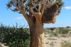 The Augrabies Park ‘Quiver Trees’ (1)