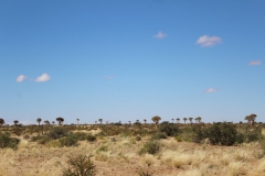 The Augrabies Park ‘Quiver Trees’ (7)